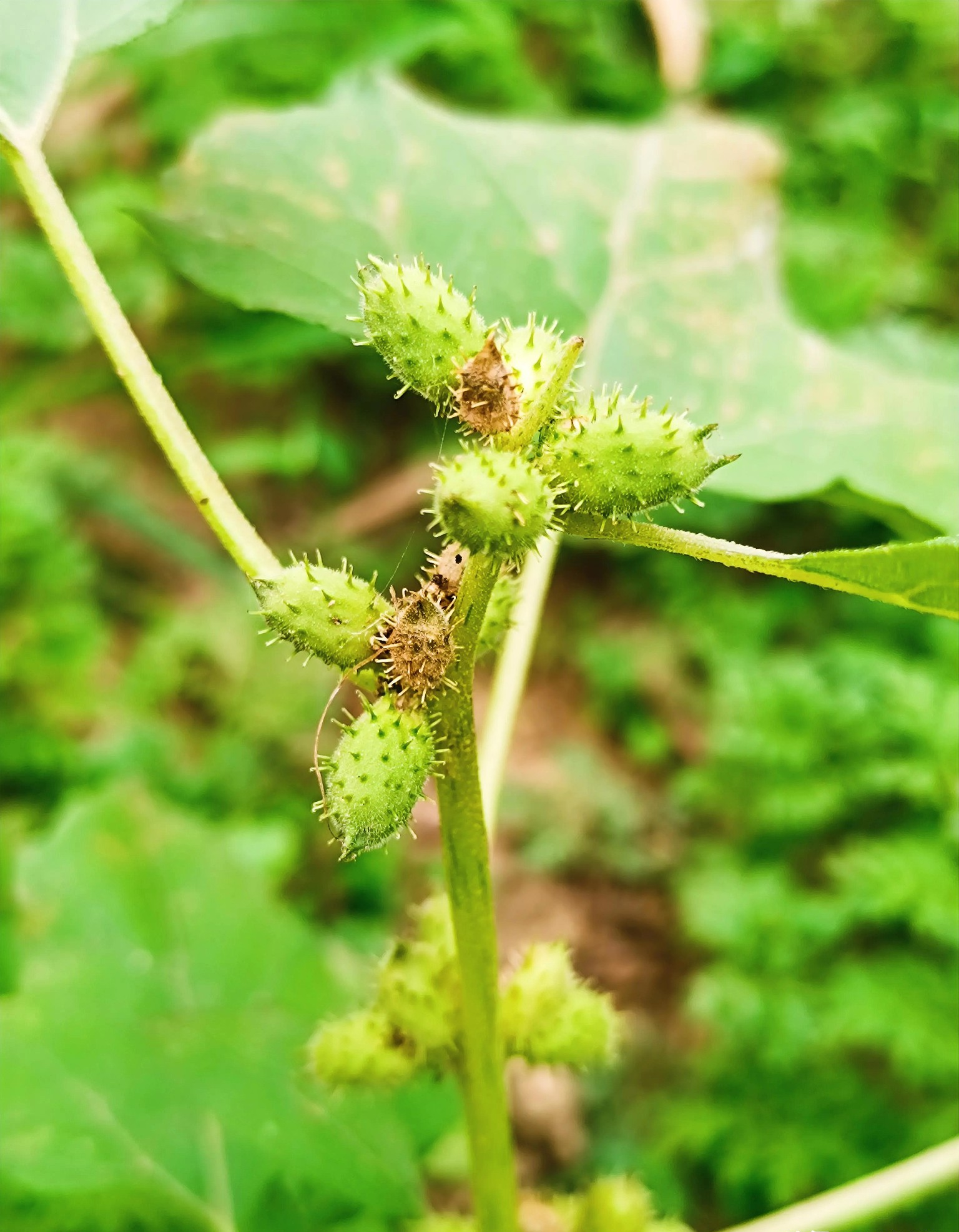 狗铃铛野菜(狗铃铛野菜怎么吃)