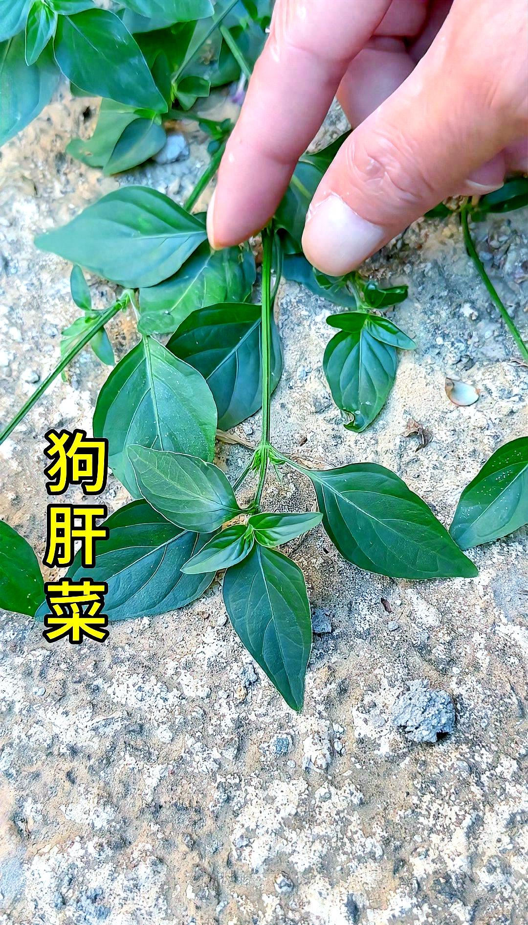 狗铃铛野菜(狗铃铛野菜怎么吃) 狗铃铛野菜(狗铃铛野菜怎么吃)