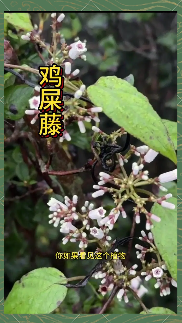 粪箕笃的功效与作用(粪箕笃的果实可以吃吗)
