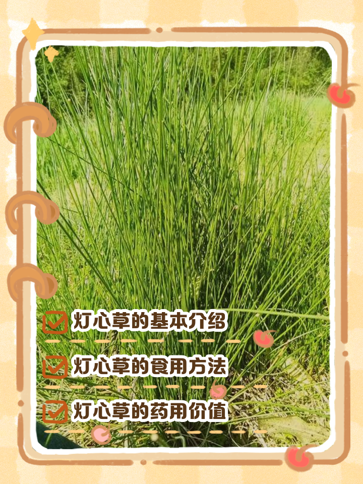 老头草的功效和作用(老头草的功效与作用 老头草的使用禁忌)
