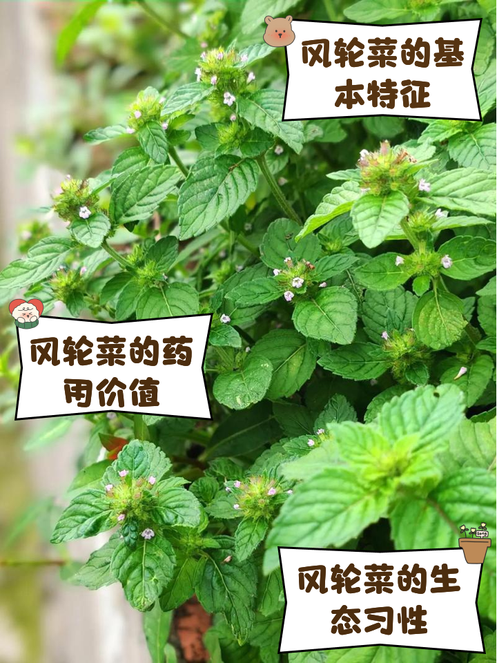 追风伞的功效与作用(追风伞的功效与作用图片)