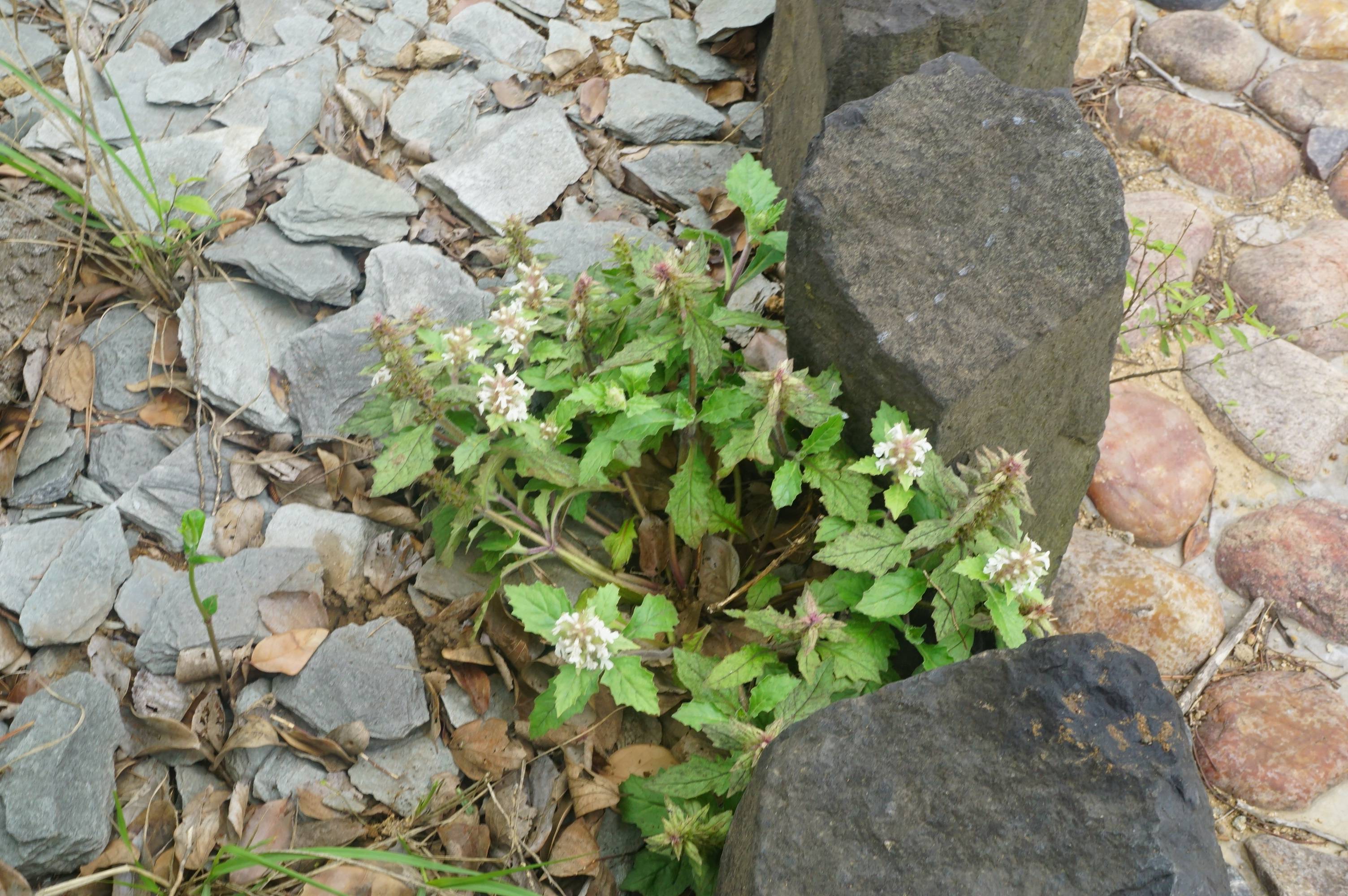 筋骨草图片(农村筋骨草图片)