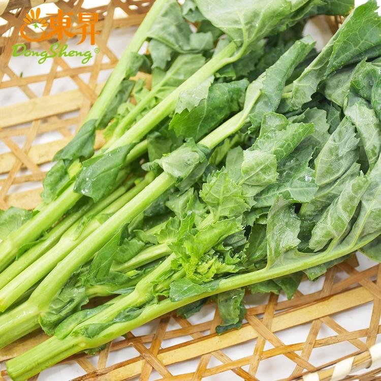菘菜是什么菜(菘菜是什么菜啊)
