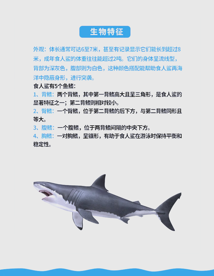 鲨鱼肉的功效与作用(鲨鱼肉的功效与作用吃法)