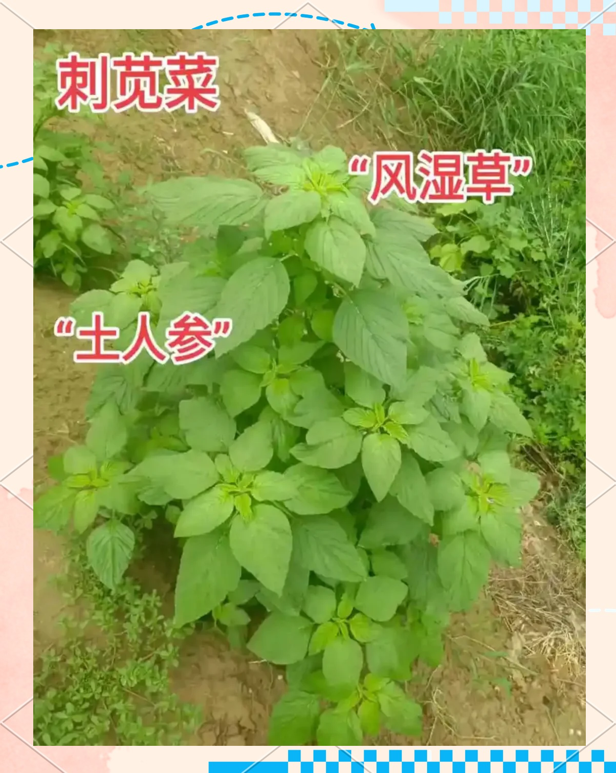 刺菜的功效与作用(刺菜的功效与作用禁忌苦菊菜图片)