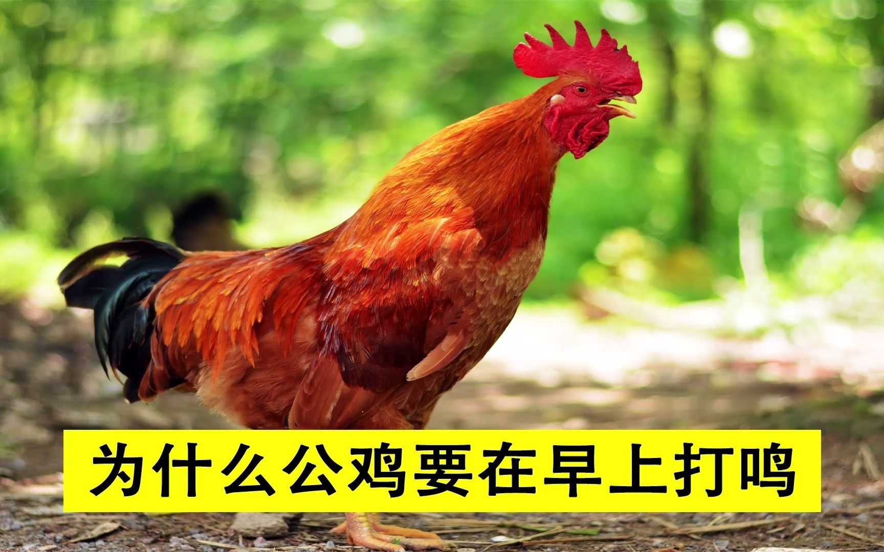 公鸡为什么打鸣(公鸡为什么打鸣的故事)