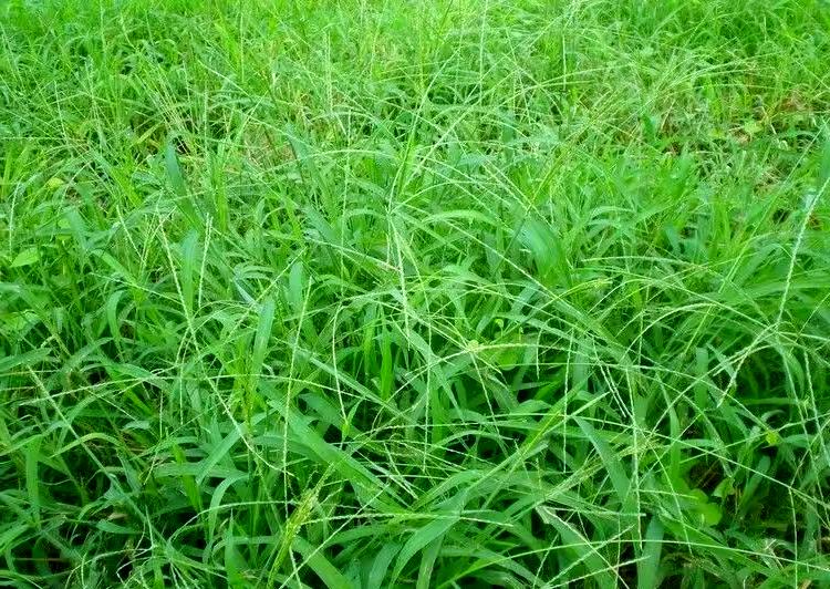 马唐草图片(红根马唐草图片)