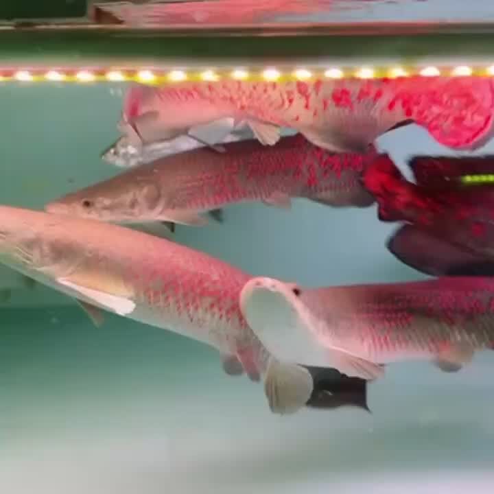 巨骨(巨骨舌鱼)
