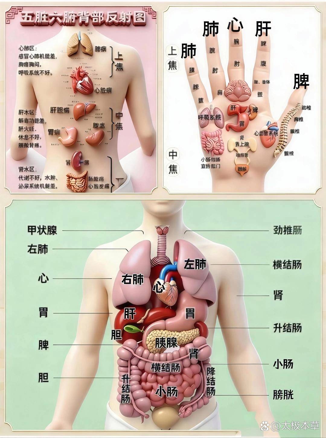 志室准确位置图和作用及功效(志室准确位置图和作用及功效以及常用配穴)