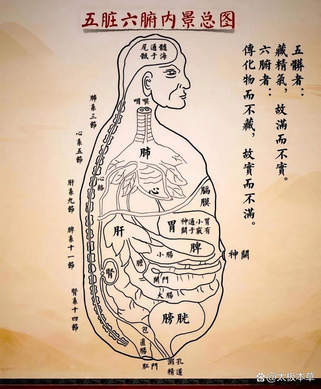 志室准确位置图和作用及功效(志室准确位置图和作用及功效以及常用配穴) 志室准确位置图和作用及功效(志室准确位置图和作用及功效以及常用配穴)