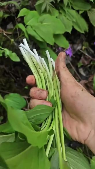 鹿耳韭(鹿耳韭菜)
