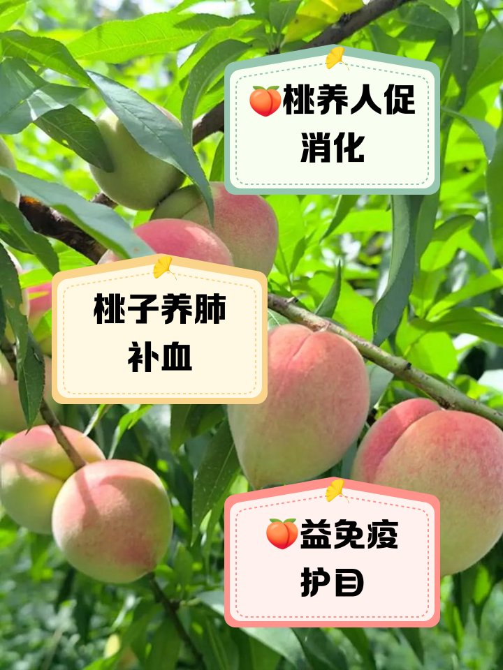 桃子功效(桃子功效与作用是热还是凉性)
