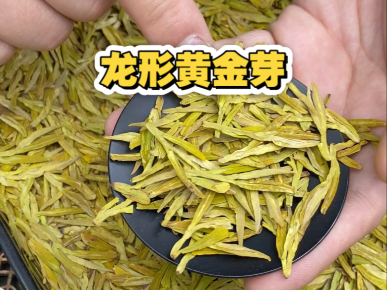 包含黄金芽在茶叶中什么档次的词条
