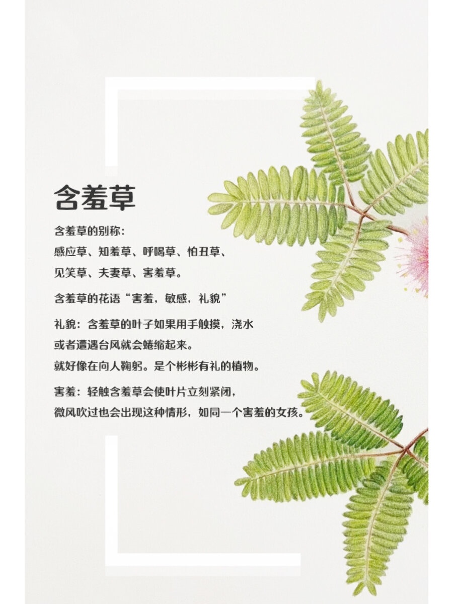 含羞草的功效与作用及药用价值(含羞草的功效与作用及药用价值图片)