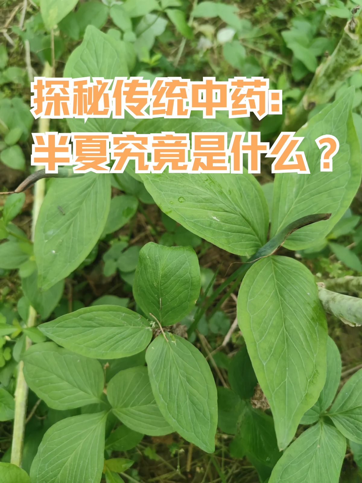 半夏的功效与作用图片(半夏的功效与作用图片大全) 半夏的功效与作用图片(半夏的功效与作用图片大全)