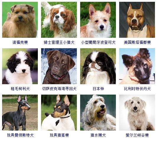 品种狗大全图片及名称图片(品种狗大全图片及名称图片及价格)