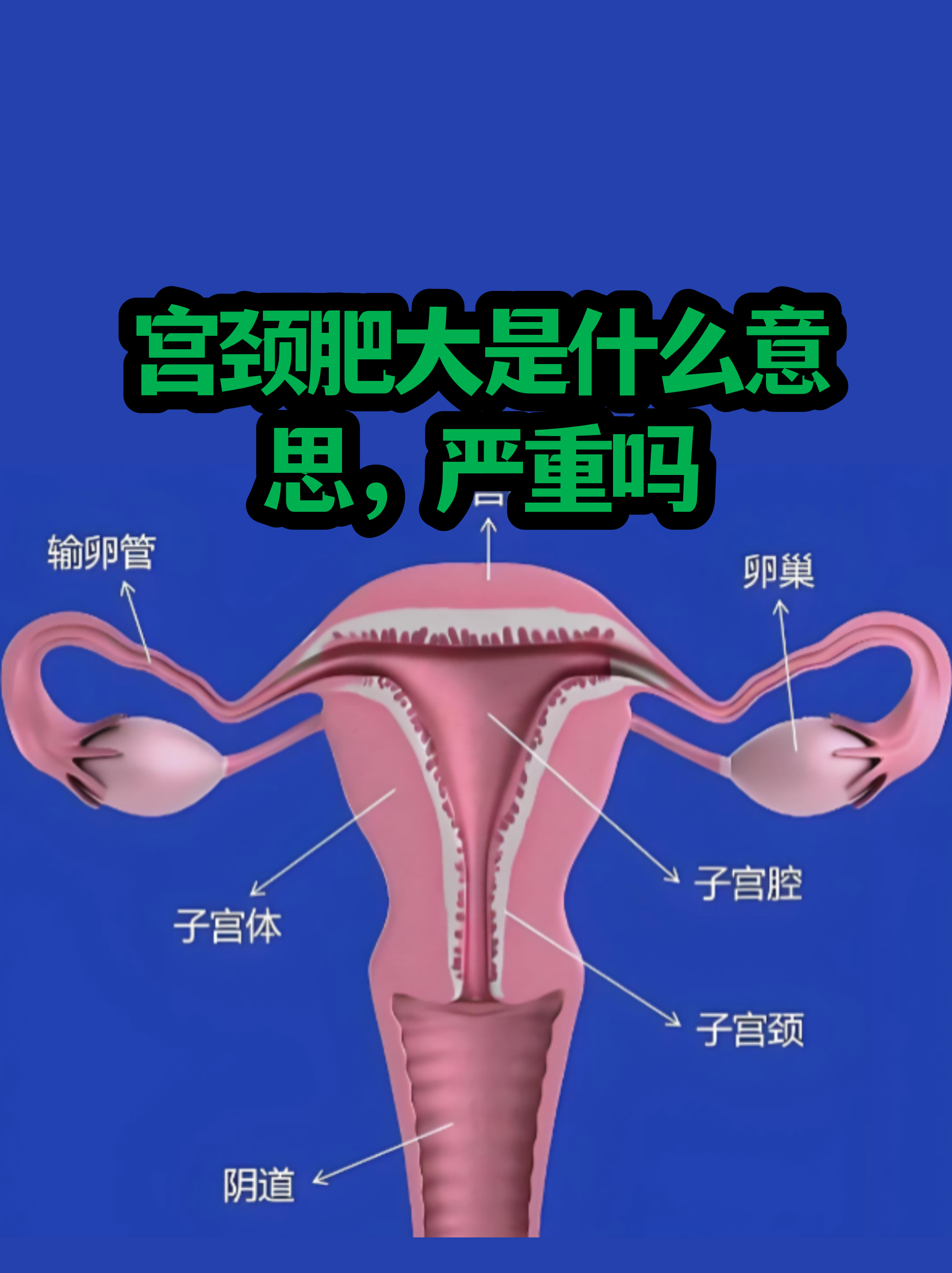 宫颈的正常图片(宫颈正常的样子图片)