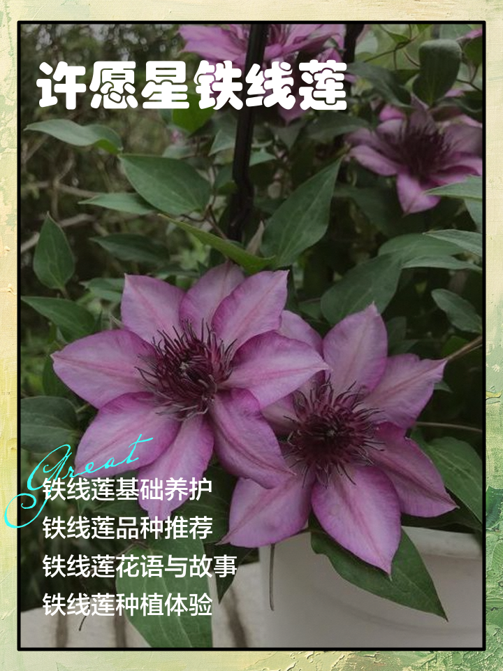 铁线莲的功效与作用图片(铁线莲的作用副作用是什么)