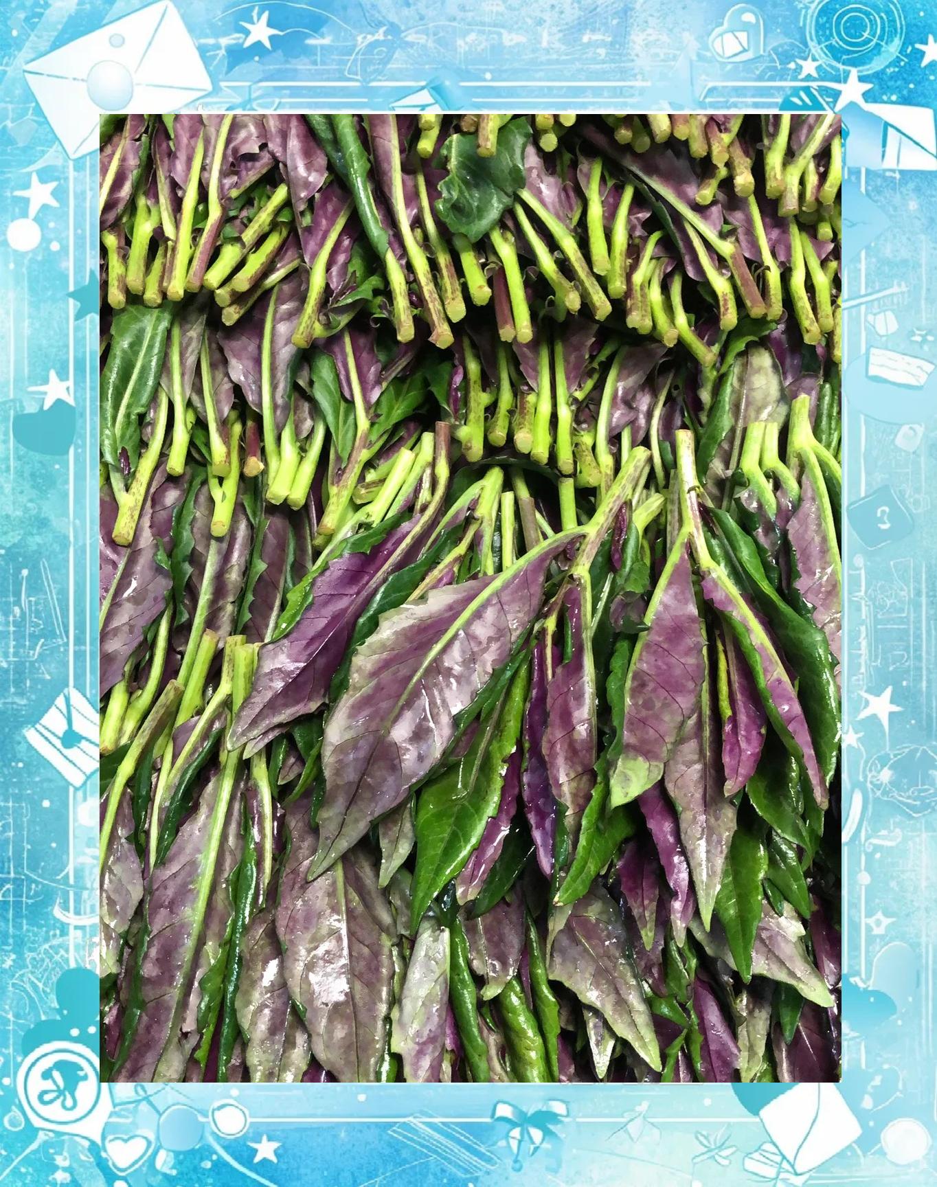 紫背菜的功效和作用(紫背菜的功效和作用儿童能吃)
