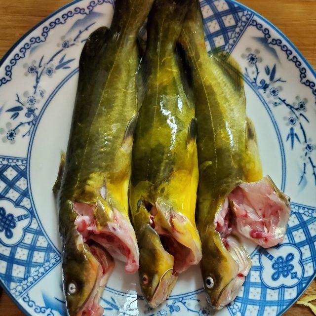 黄刺鱼的功效与作用(黄刺鱼怎么做好吃又简单)