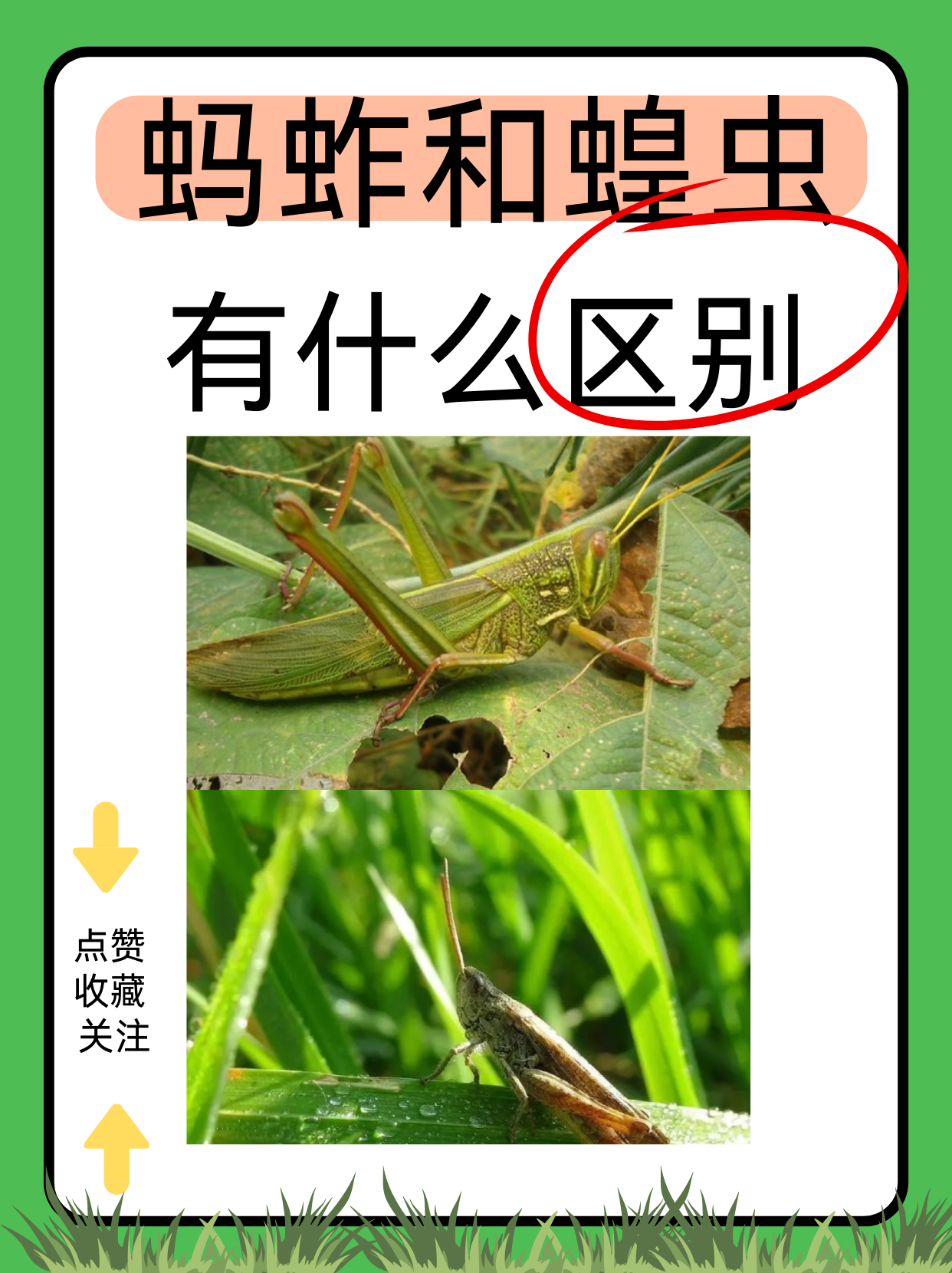 蝗虫的功效与作用(蝗虫的功效与作用是什么)