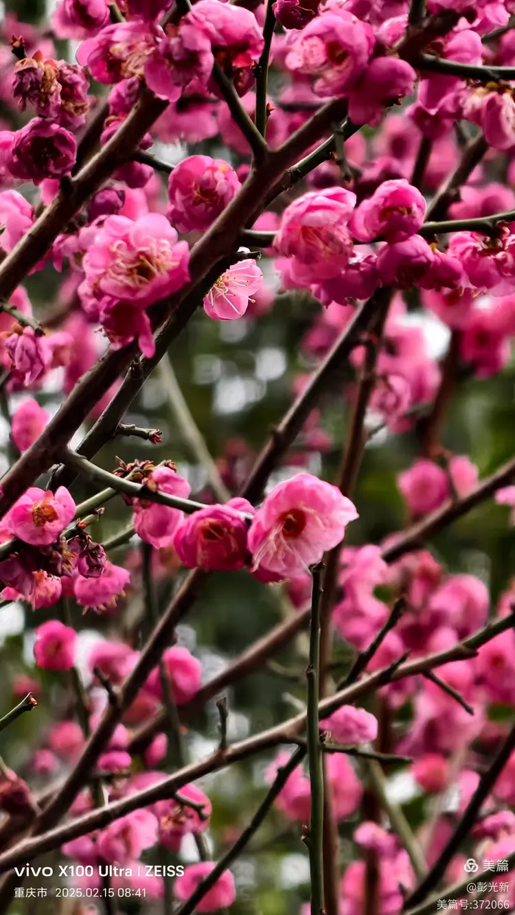 红梅花图片(徽州红梅花图片)