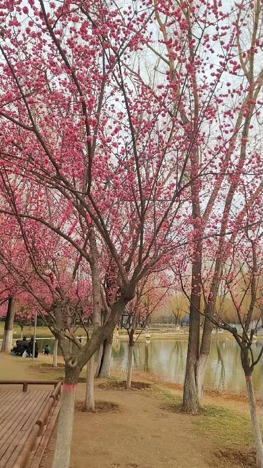 红梅花图片(徽州红梅花图片) 红梅花图片(徽州红梅花图片)