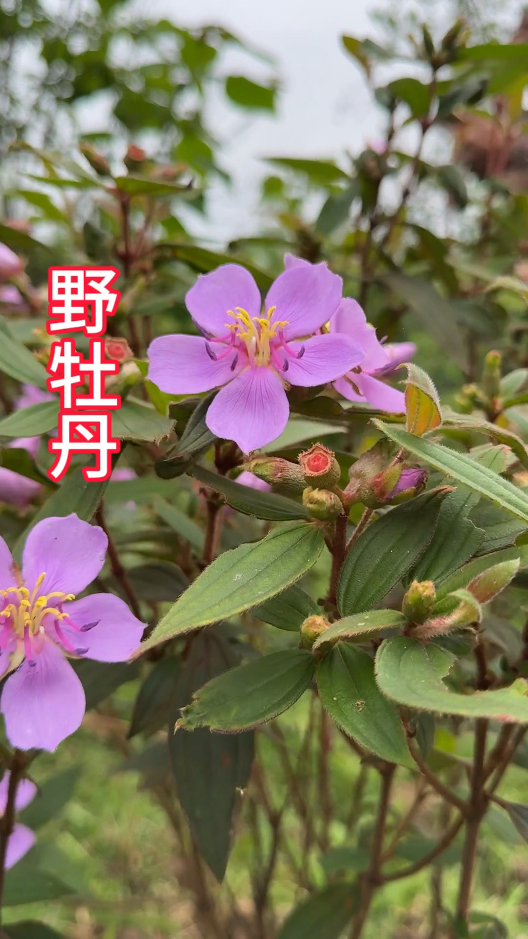 野牡丹根的功效与作用(野牡丹根的功效与作用及禁忌)