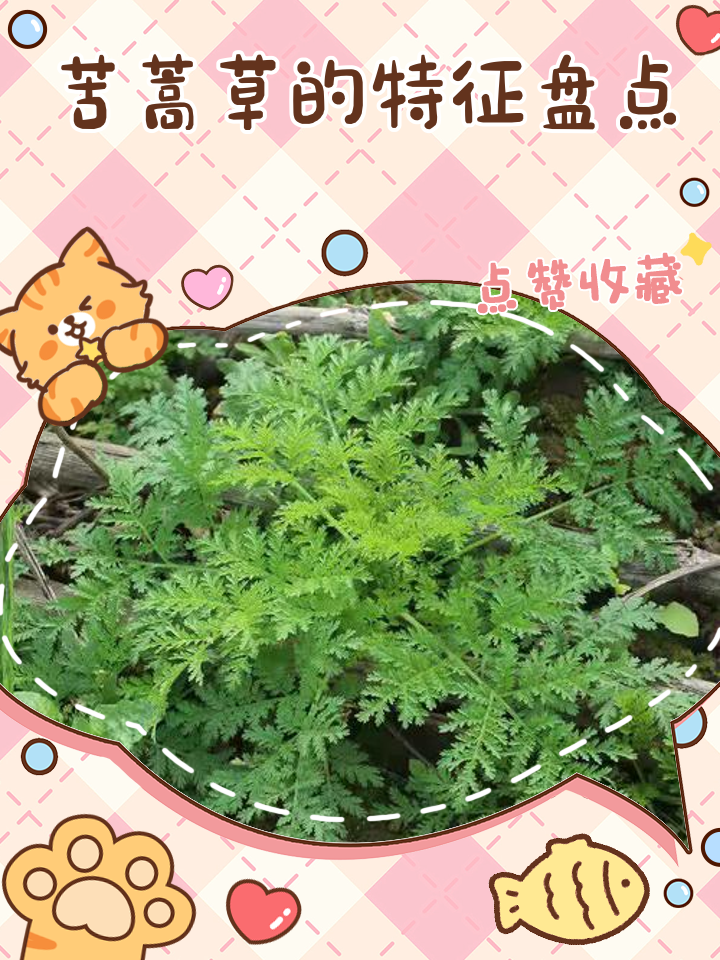 苦蒿图片(苦蒿图片及其功效)