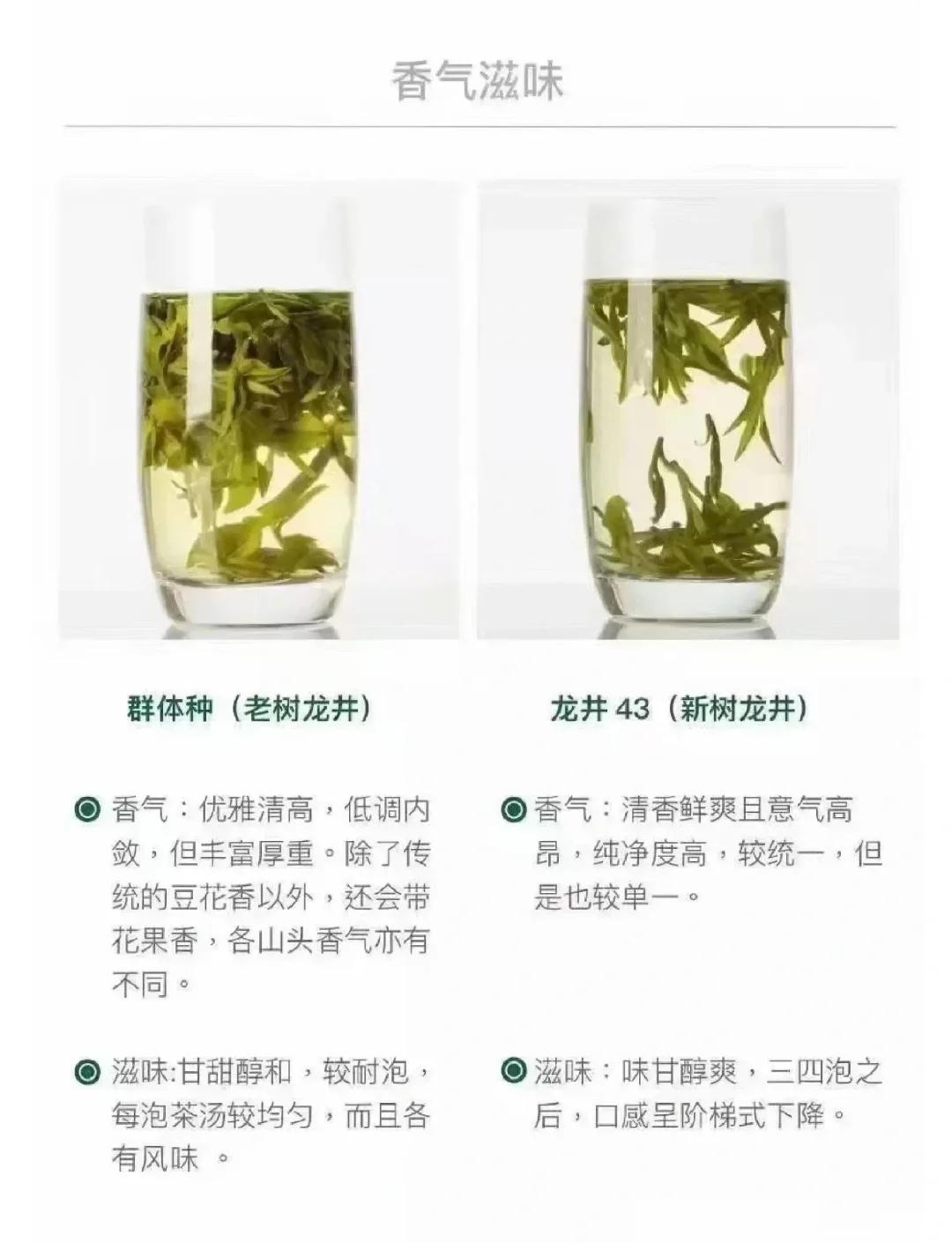 龙井茶的特点(龙井茶的特点和功效)
