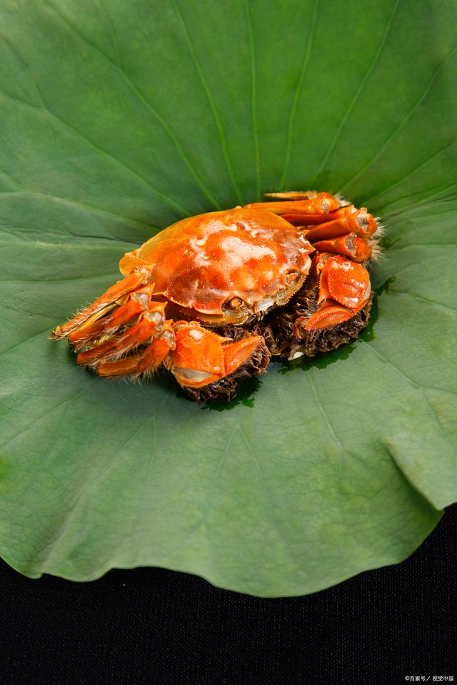 中国大闸蟹(中国大闸蟹出口哪些国家)
