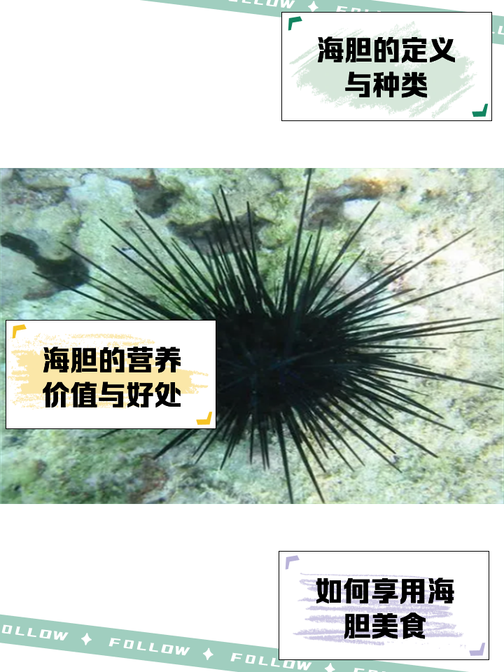 海胆的营养价值(海胆的营养价值对人身体好处)