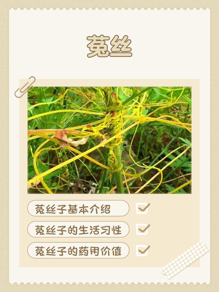 菟丝子和女贞子泡水喝的功效(女贞子和菟丝子泡水喝有什么功效)
