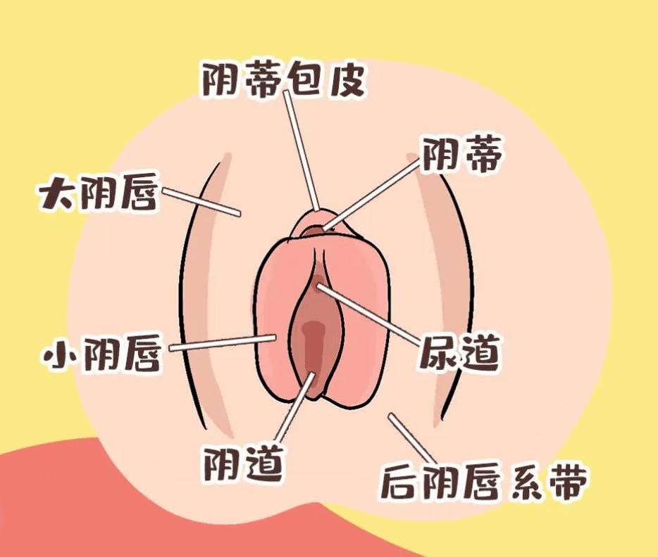 关于女性私处图片的信息
