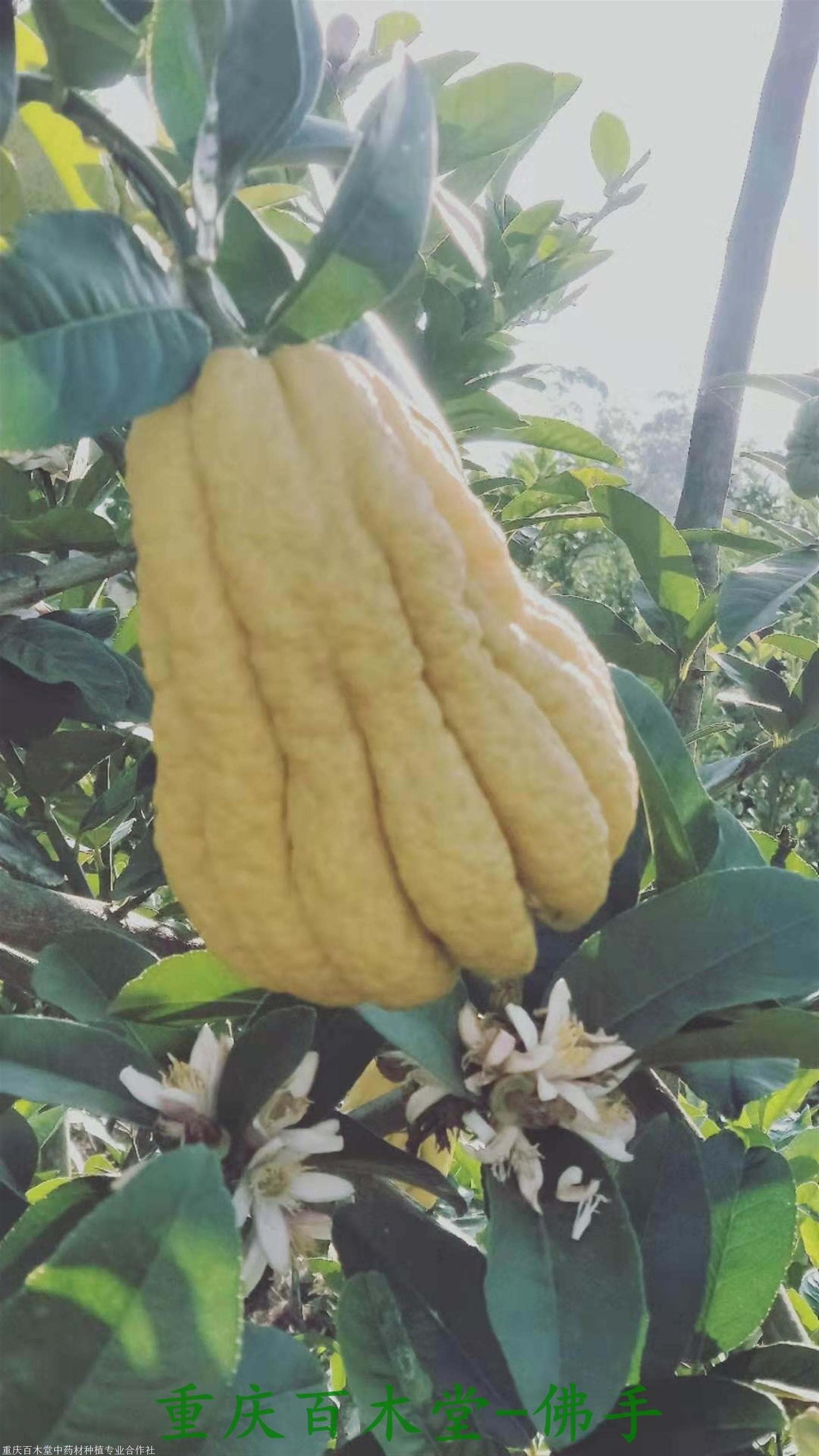 佛手花图片大全(佛手花图片和养法)