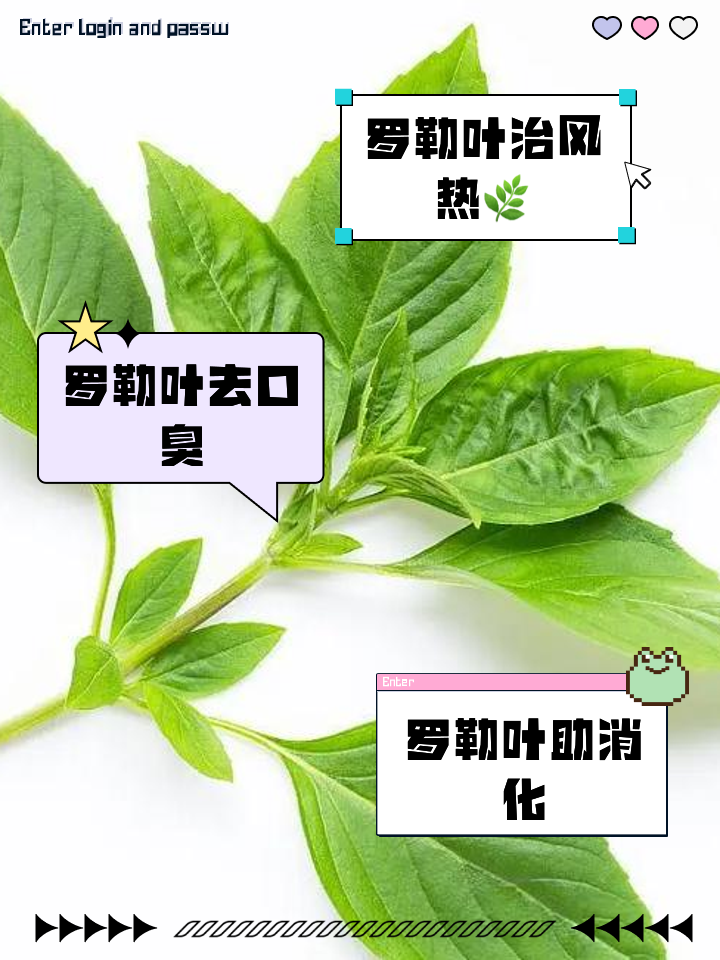 罗勒叶是水果吗(罗勒叶有什么用处) 罗勒叶是水果吗(罗勒叶有什么用处)