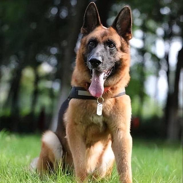 搜救犬品种(搜救犬品种大全及图片伯恩山)