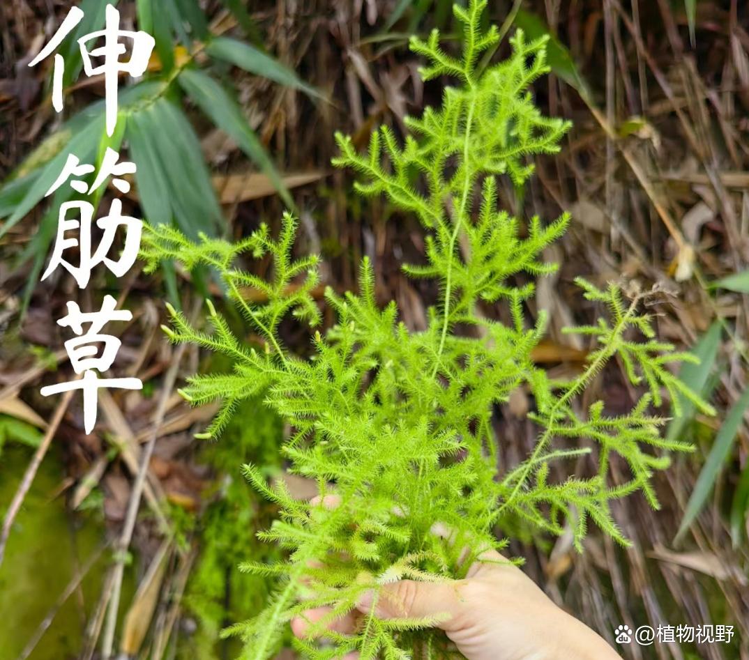 伸筋草图片(真正伸筋草图片)