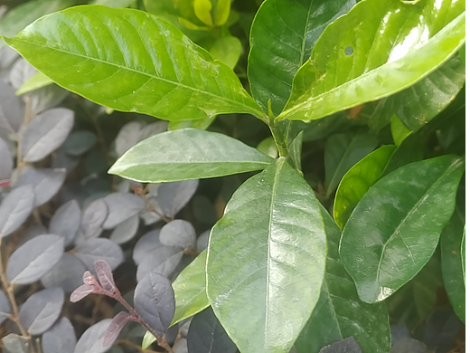三叶鬼针草图片(三叶鬼针草图片清晰的)