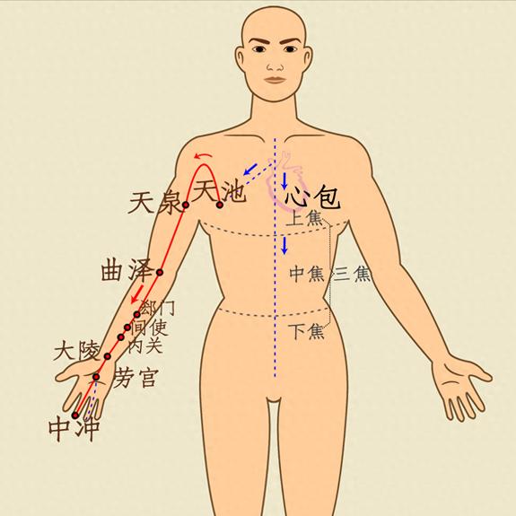 上脘的准确位置图作用(上脘的准确位置图 图解)
