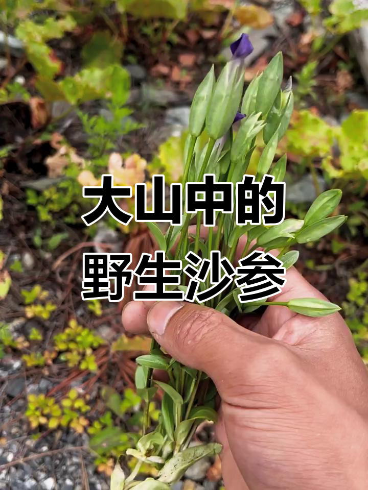 沙参图片(野生沙参图片)