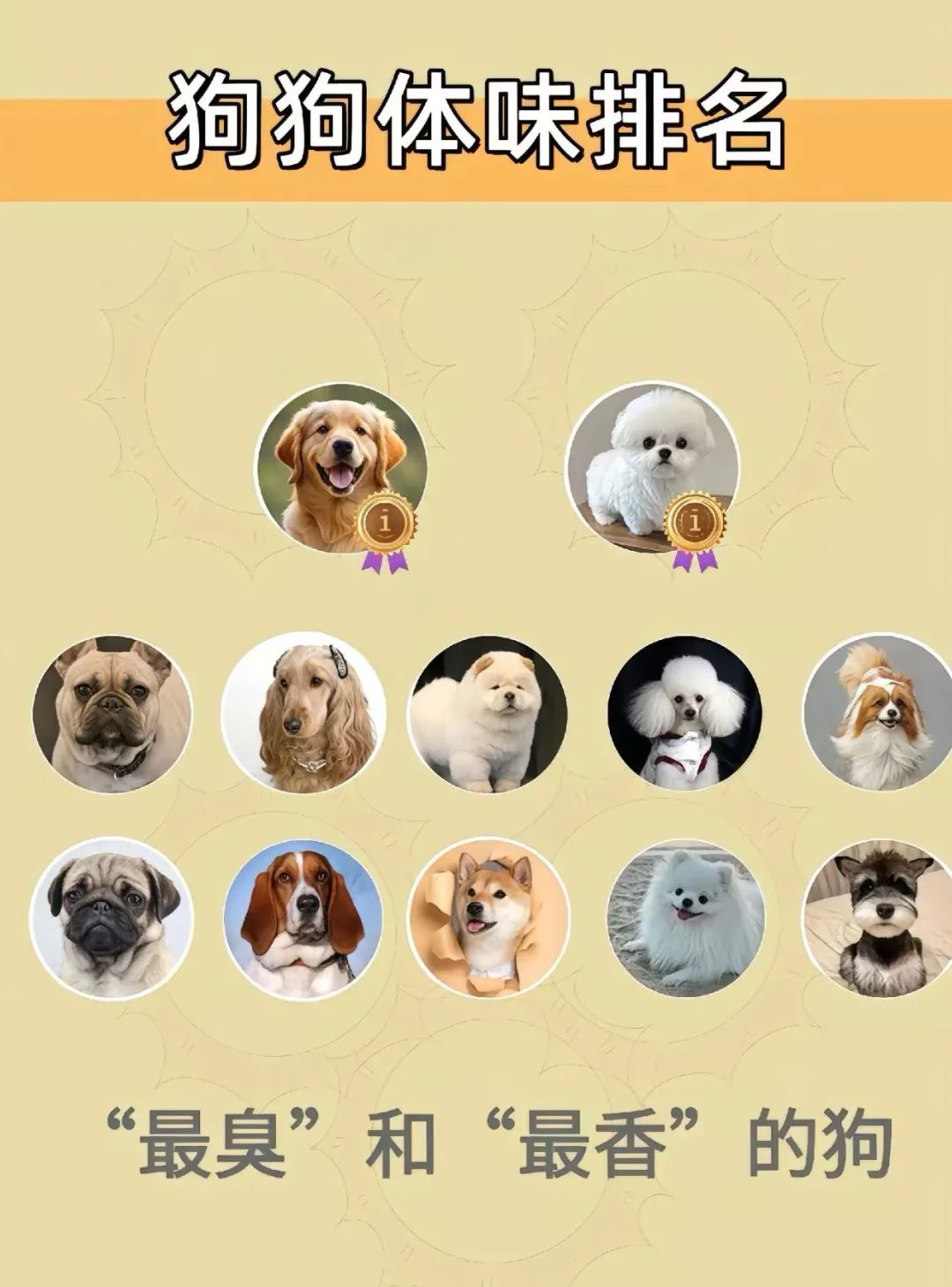 为什么说养两只狗风水不好(为什么说养两只狗风水不好呢)
