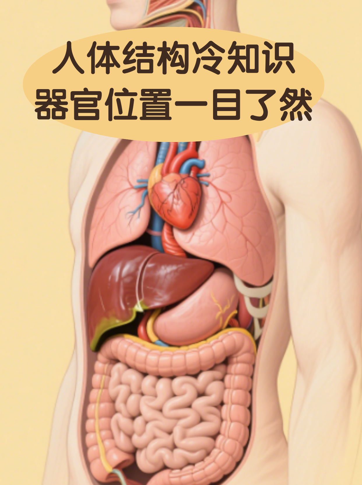 心脏位置图女性(心脏位置图解剖图)