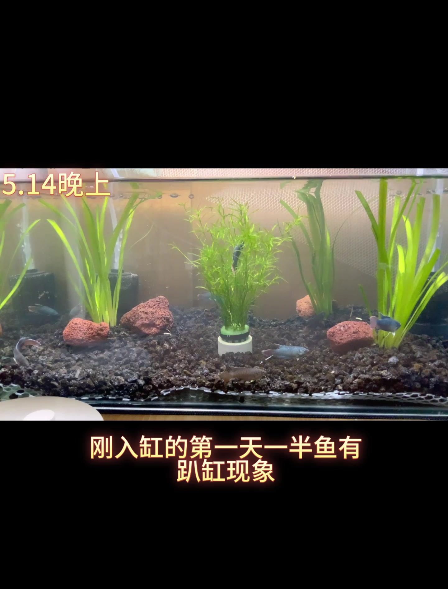 养鱼开缸穷三代(鱼缸一般几条鱼最旺)