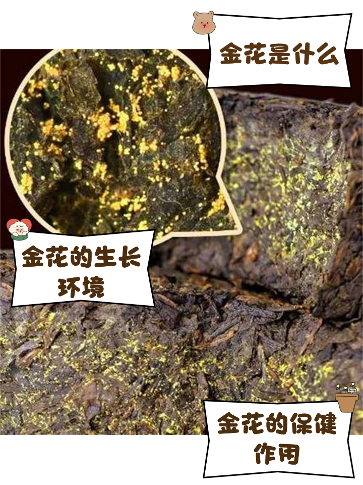 金花茶哪些人不适宜喝(哪一类人不适合喝金花茶)