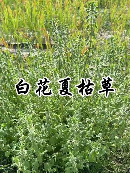 夏至草图片(夏至草图片与功效)