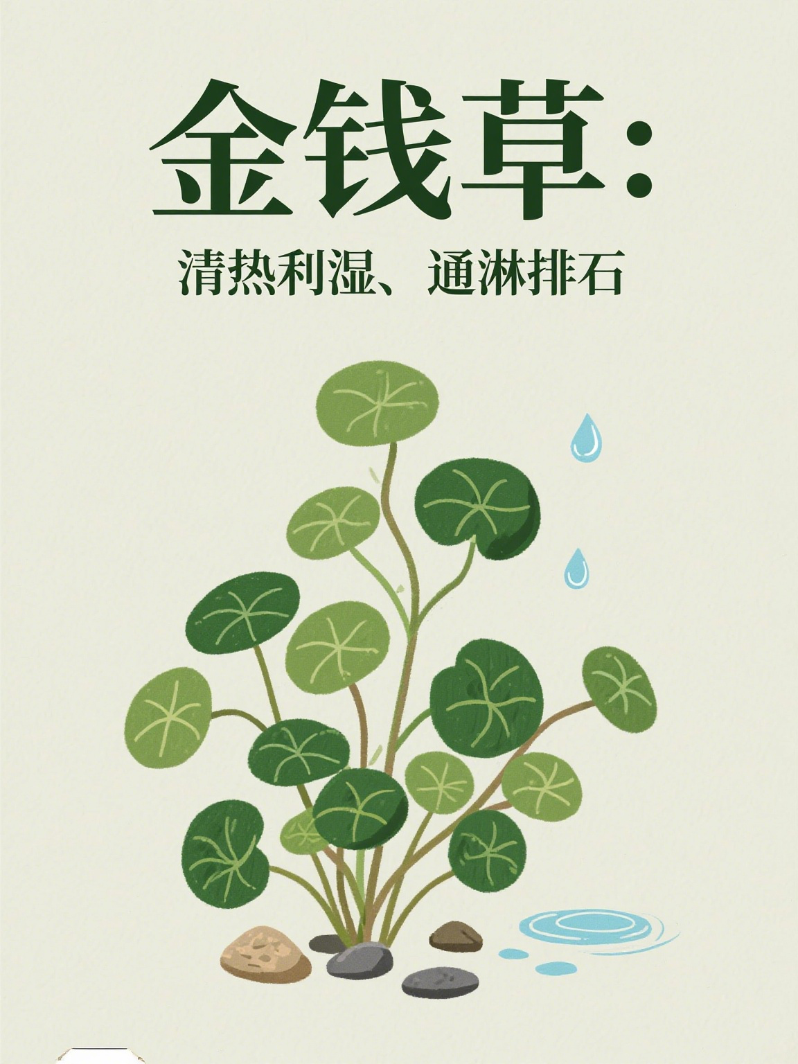 金钱草的功效与作用图片(大叶金钱草的功效与作用图片) 金钱草的功效与作用图片(大叶金钱草的功效与作用图片)