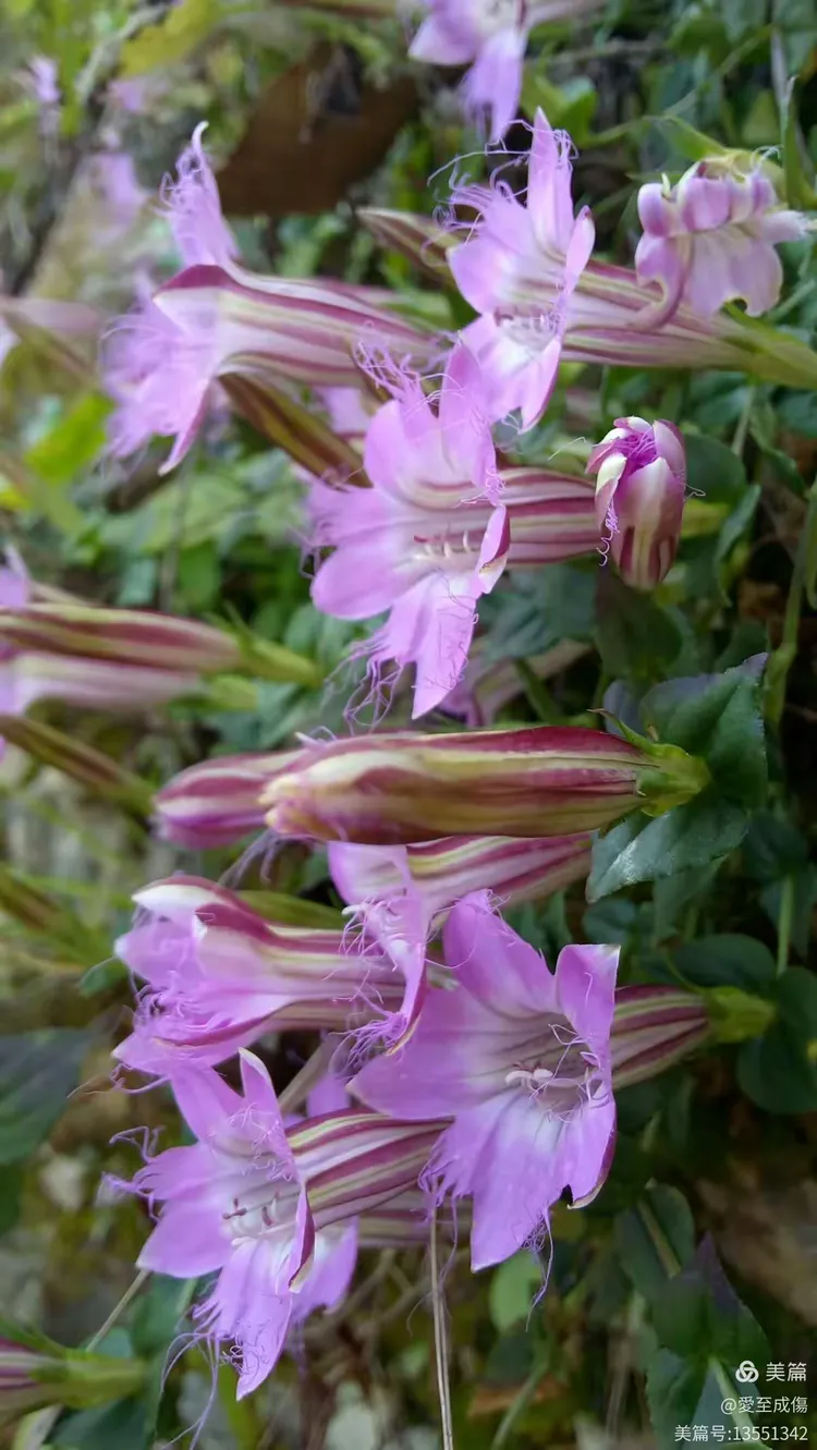 红花龙胆的功效与作用(红花龙胆的功效与作用及禁忌)