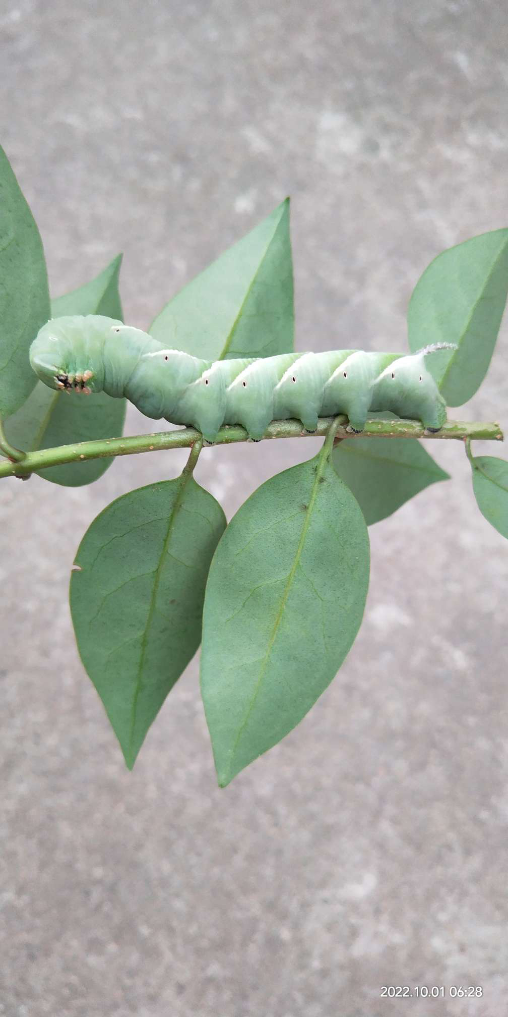 相思虫(相思虫吃了会死吗)