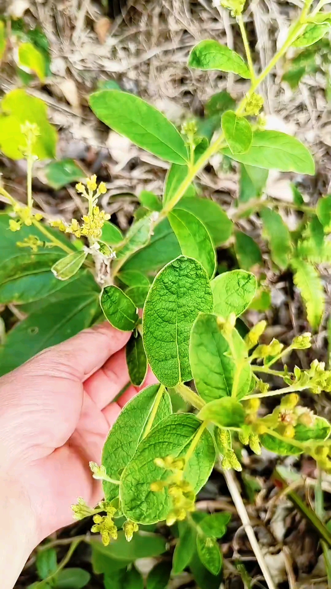 关于止咳草药图片大全止咳草的信息